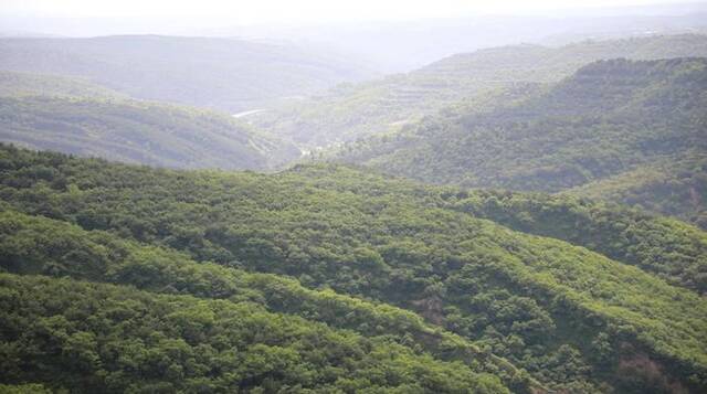 这是庆阳市子午岭自然保护区一景（6月2日摄）。新华社记者梁军摄