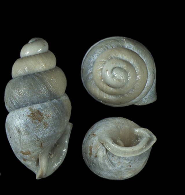 研究描述了美国南部刺蜗牛的首次化石记录