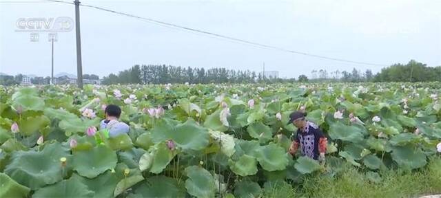 江西莲花盛开景色美 “莲经济”带动村民增收致富