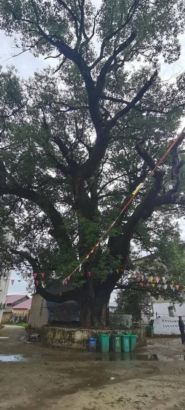 半月谈：有些地方以美观为名浇筑水泥，古树不得“寿终正寝”