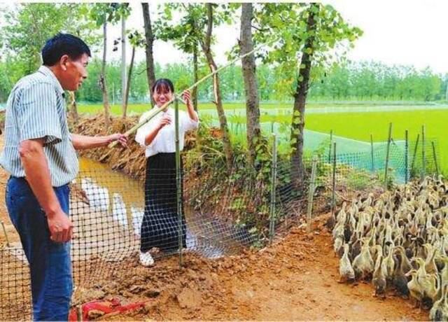 田淑娴(右)与合作社农户一起放鸭下田。