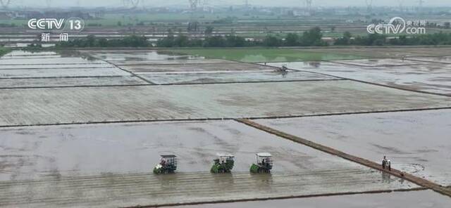 农业全程机械化降本增效 中稻栽插加速推进