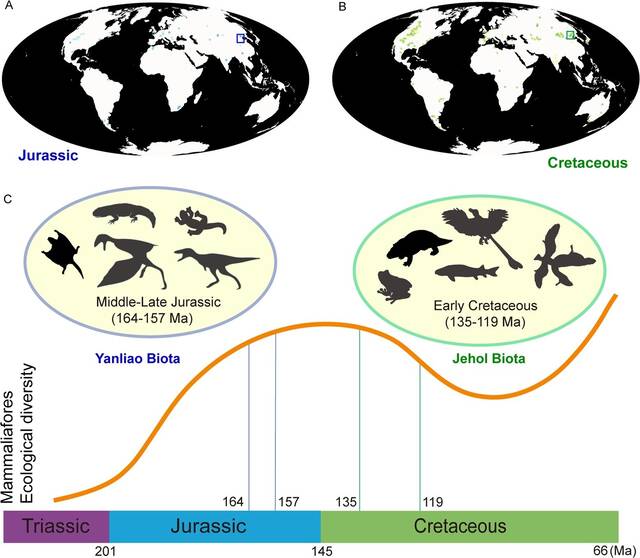 中国燕辽生物群为研究三叠纪以来的哺乳动物进化提供新的窗口