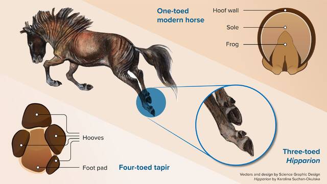 科学家证实现代马失去了额外的脚趾