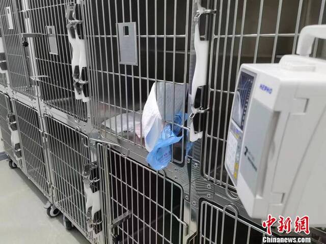 北京西城区一家宠物医院的“病房”。彭婧如摄
