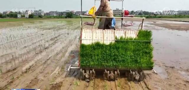 农机助力中稻播种全面展开 “良种+良法”提高水稻单产