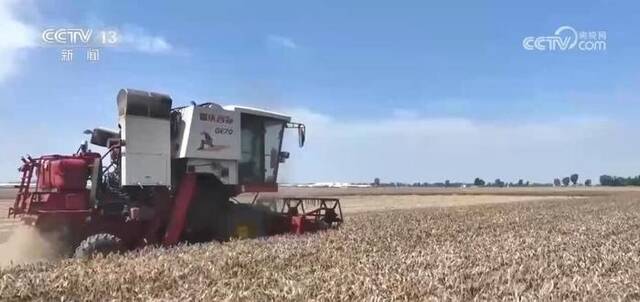 9省收获冬小麦3.01亿亩 主产区大规模机收基本结束