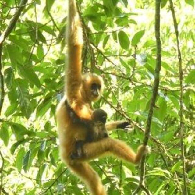 海南长臂猿数量攀升彰显中国雨林生态保护成效