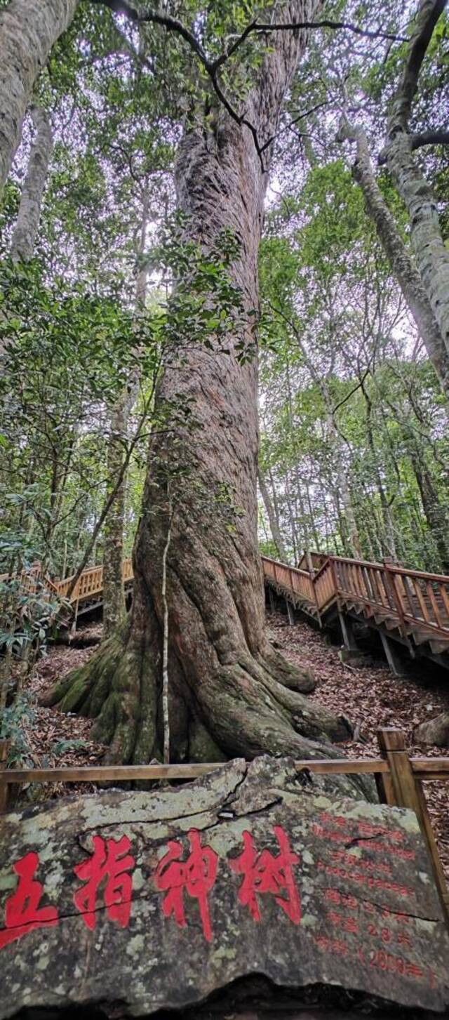 海南热带雨林国家公园霸王岭林区内有着2600年树龄的陆均松。新华社记者刘邓摄