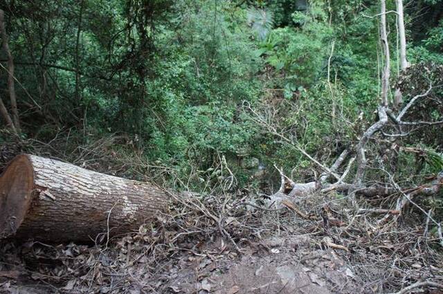 被犯罪分子盗伐砍倒的坡垒树。（受访者供图）