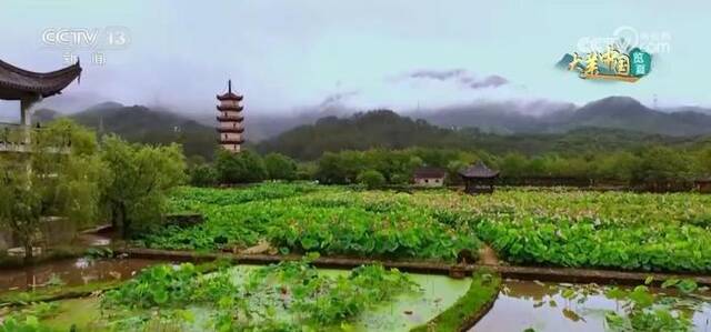 风吹十里荷花香 “莲”通乡村“致富路”