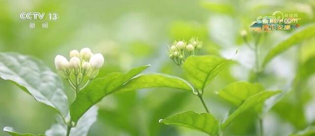 花与茶携手 芳香满园名满天下