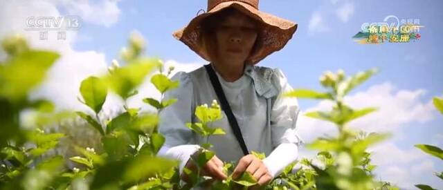 花与茶携手 芳香满园名满天下