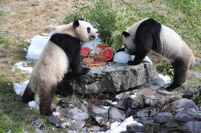 在比利时天堂动物园，大熊猫“宝弟”（左）、“宝妹”享用“生日大餐”。