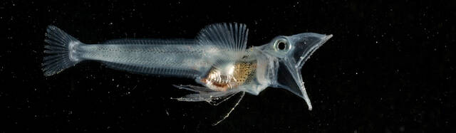 鱼类在极冷环境下生存的新基因机制被揭示