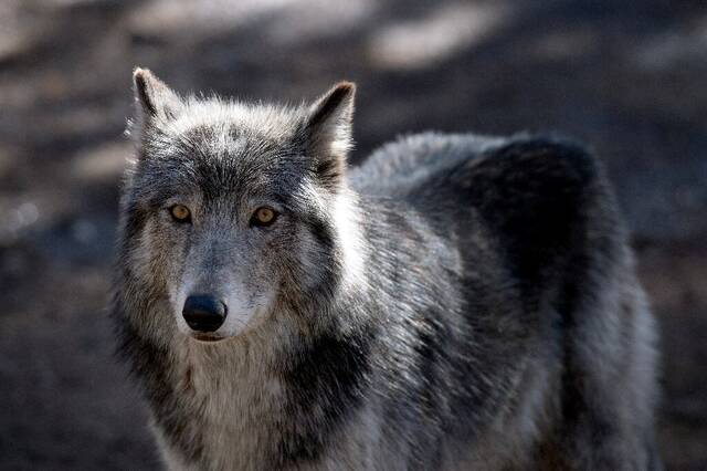 像狗一样，狼也能识别熟悉的人类声音