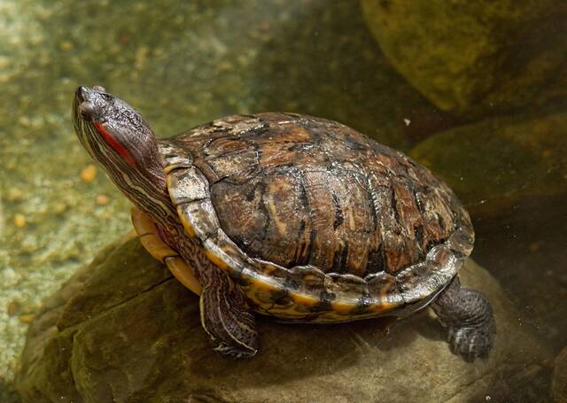 新发现揭示了温度如何以及为什么决定海龟的性别