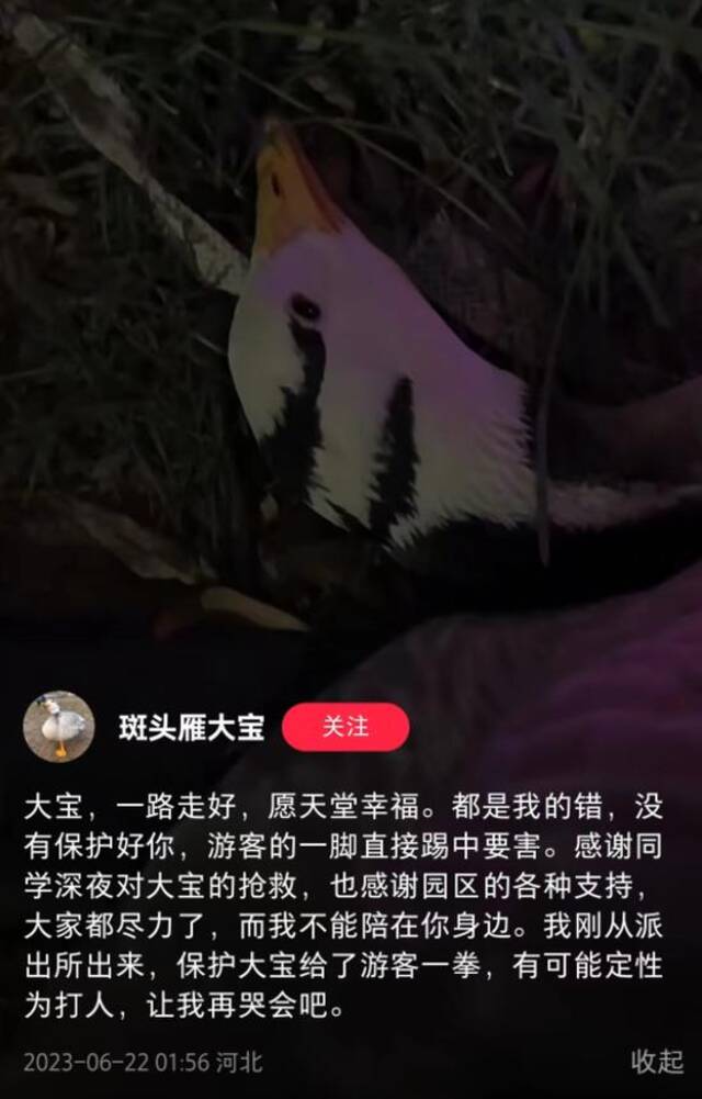 “斑头雁大宝”账号截图