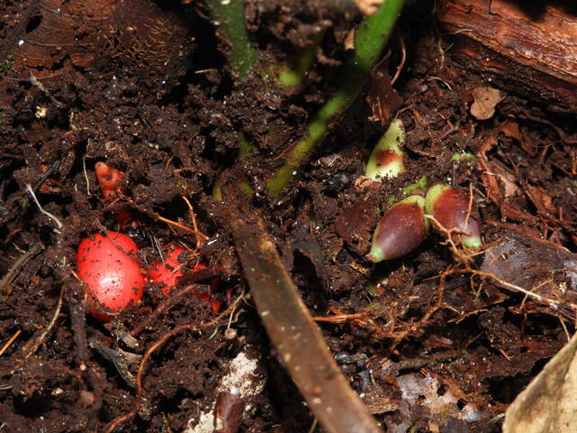 隐藏在众目睽睽之下：婆罗洲发现罕见的地下开花棕榈物种