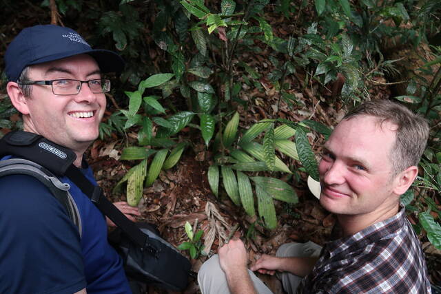 隐藏在众目睽睽之下：婆罗洲发现罕见的地下开花棕榈物种