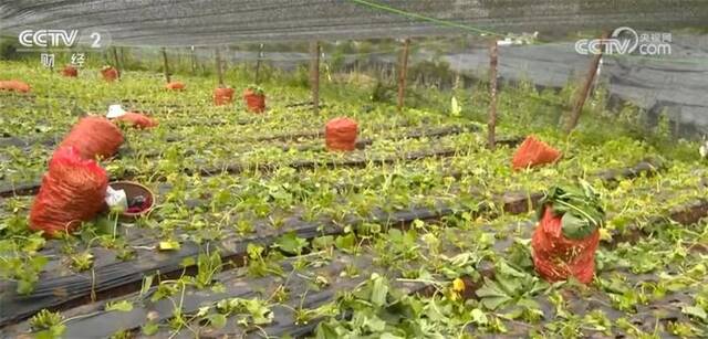 国产山葵“吃香” 采收高峰期种植户全家齐上阵