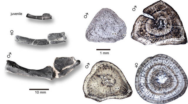 《当代生物学》杂志：对贵州龙的新研究首次揭示已灭绝脊椎动物的青春期发育
