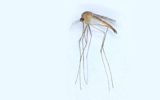 在芬兰发现了一种新的蚊子Culex modestus，官方统计现在有44种