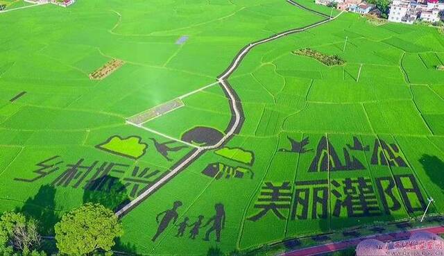 六月，正是水稻疯长的季节，成片的绿色是大自然治愈的颜色，这大慨就是夏天的味道。（灌阳县纪委监委供卿宏权/摄）