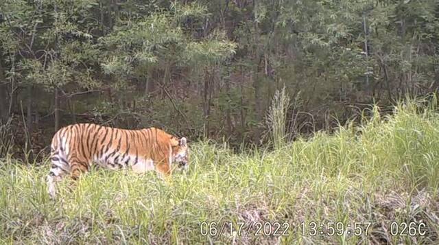 这是2022年6月17日在东北虎豹国家公园内监测到的野生东北虎。受访者供图