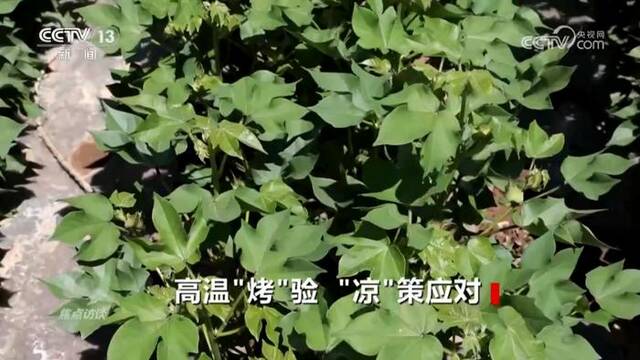 焦点访谈：高温“烤”验 “凉”策应对