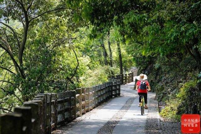 跟着镜头品诗词  绿树阴浓夏日长