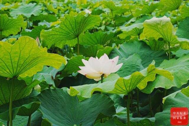 跟着镜头品诗词  绿树阴浓夏日长