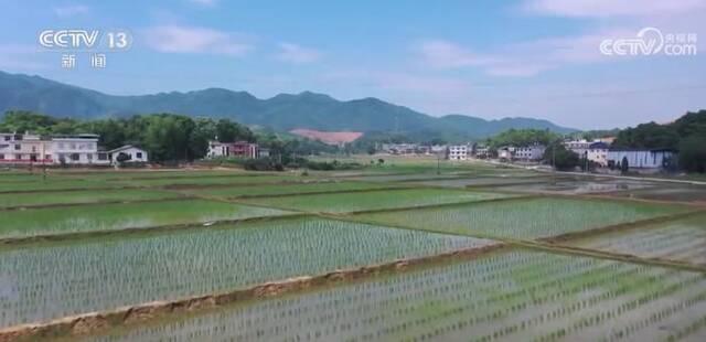 抢抓农时忙夏种 稻田制种插秧忙