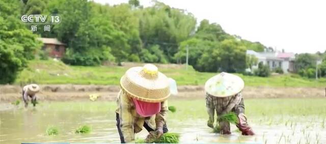 抢抓农时忙不停 “菜单式”服务让农户种地更轻松