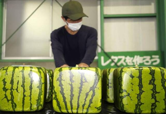 香川县善通寺市出品的方形西瓜（社交媒体截图）