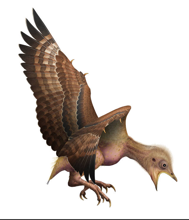 化石揭示了古代鸟类如何蜕皮，可以解释为什么现代鸟类幸存而其他恐龙死亡