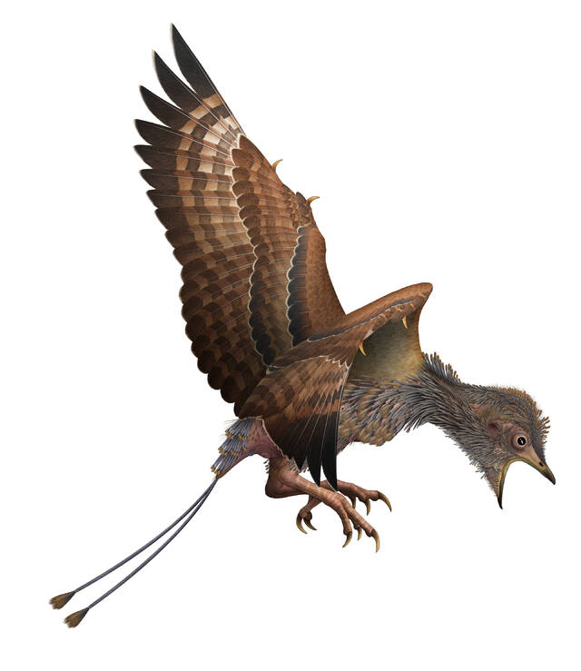 化石揭示了古代鸟类如何蜕皮，可以解释为什么现代鸟类幸存而其他恐龙死亡
