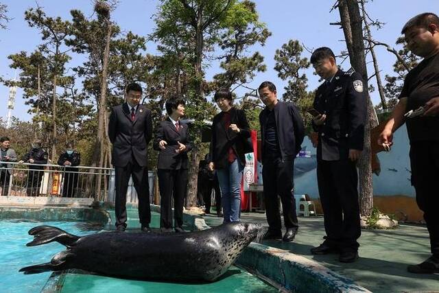 山东日照斑海豹移交现场