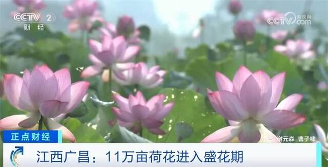 11万亩荷花盛开吸引八方来客 助推赏花经济持续升温