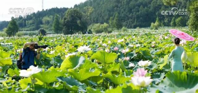 11万亩荷花盛开吸引八方来客 助推赏花经济持续升温