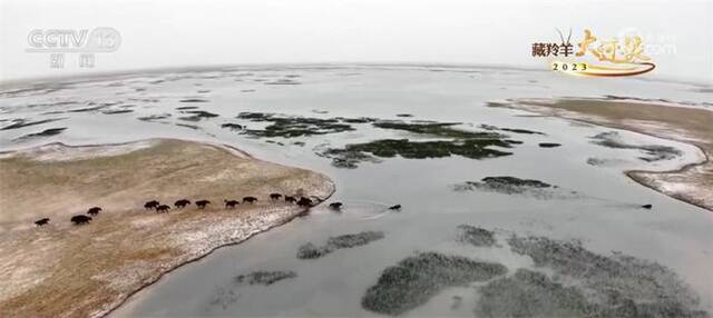 昆仑山下生态画卷养眼 野牦牛成群游嬉过河惬意漫游