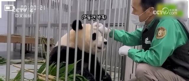 韩国“熊猫爷爷”感谢中国网友关注：让福宝继续茁壮成长