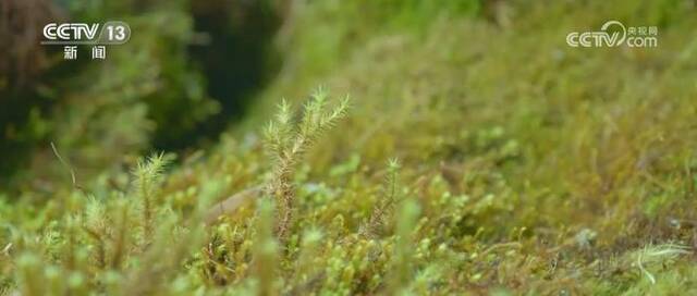 梵净山生态日益向好 形成山、水、动植物相互交融多样化生态环境