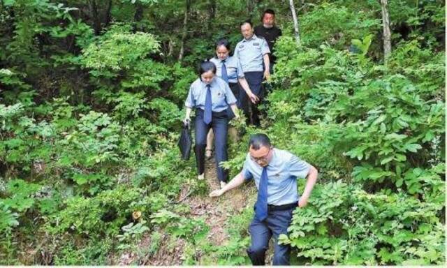 图片新闻丨补植复绿“回头看”