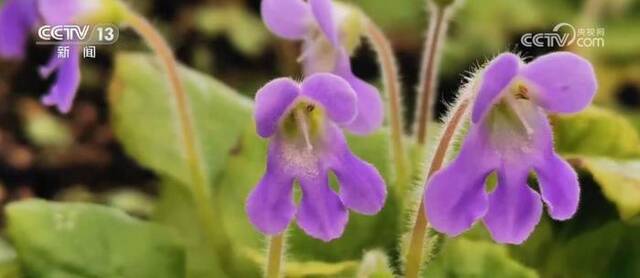 大熊猫国家公园陕西片区生态环境不断向好 成为珍稀濒危动植物天堂