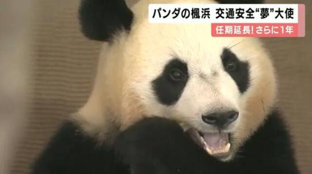 旅日熊猫“枫滨”（关西电视台）