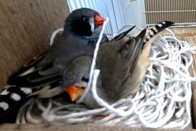 研究发现鸟类选择的筑巢材料取决于其喙的尺寸