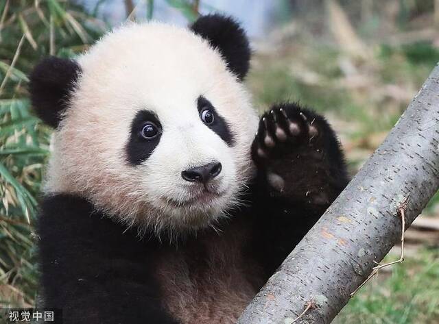 韩国动物园为大熊猫福宝招“一日饲养员助理”，上万韩国人竞聘