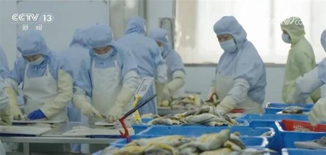 大黄鱼产量和品质实现突破 推动开辟预制菜等多个赛道