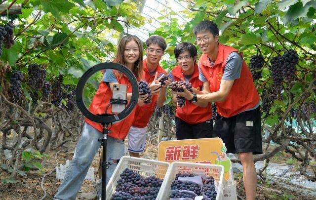 江苏海安：大学生葡萄园里直播带货助农销售